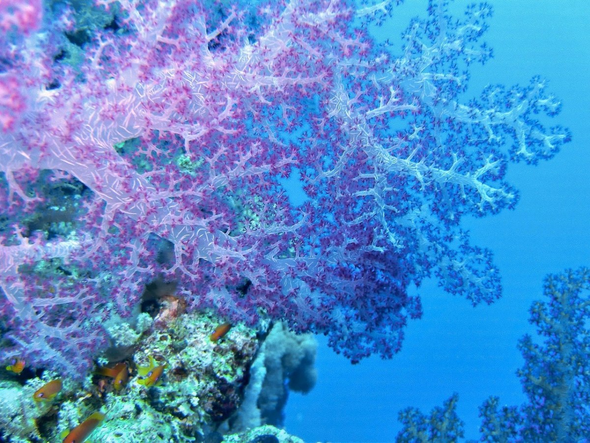 珊瑚免费图片