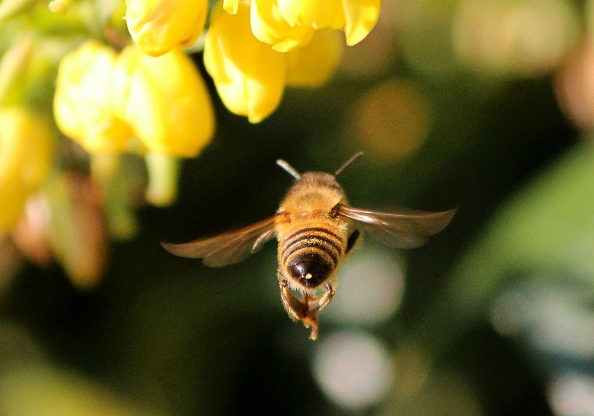 蜜蜂图片大全大图 蜜蜂图片大全大图真实 - 第 2 - 水彩迷