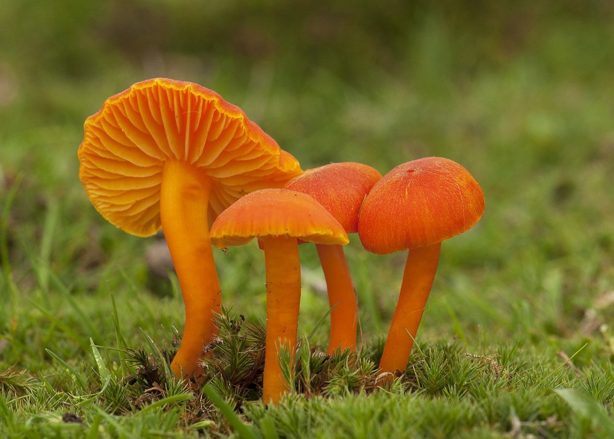 菌类,蘑菇,秋天