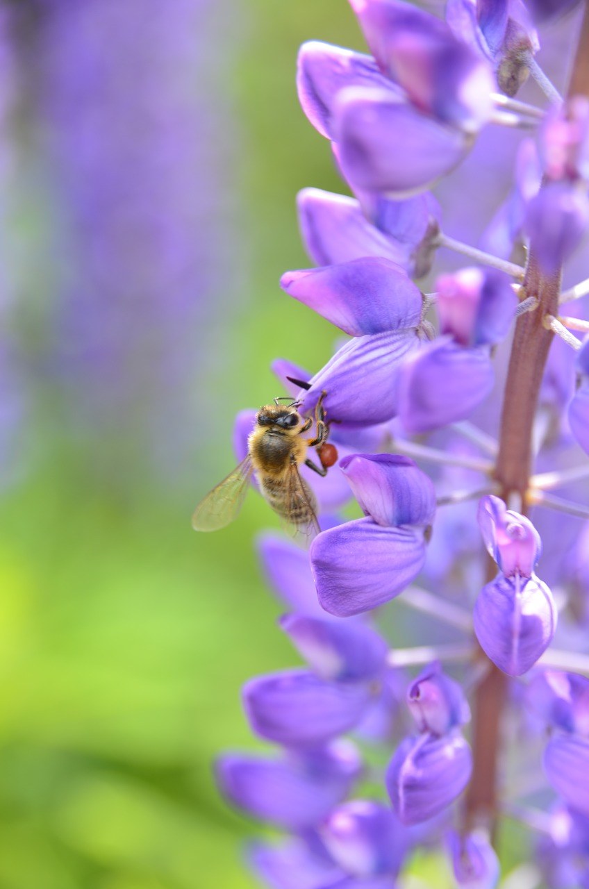蜜蜂采花的图片免费图片