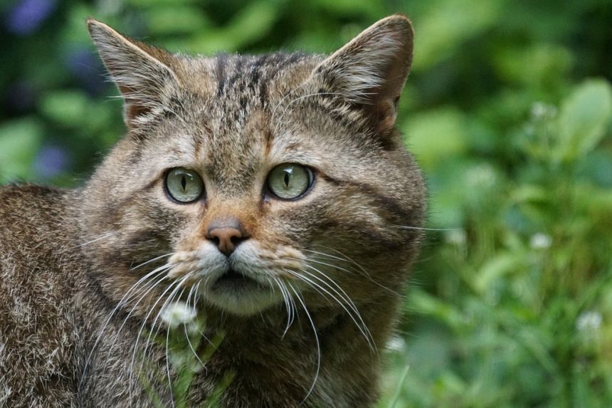 野猫森林猫捕食