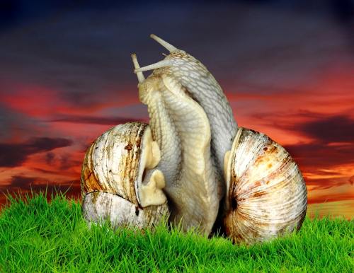 草地上两只浪漫的蜗牛