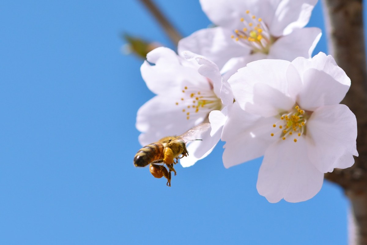 蜜蜂与白色的樱花特写免费图片