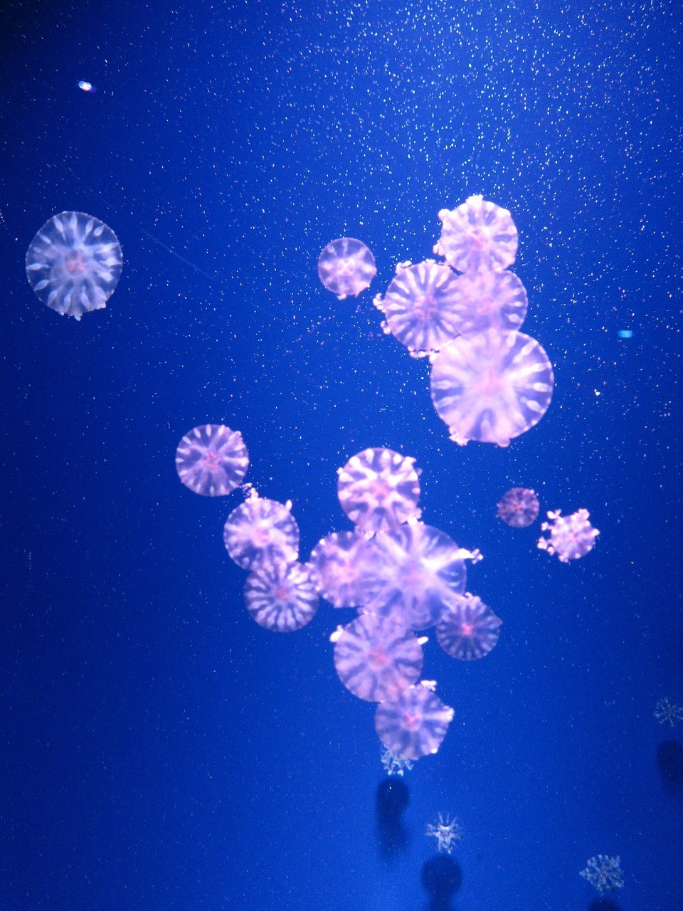蓝色、海蜇、水母免费图片