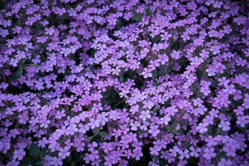 紫色的小花朵