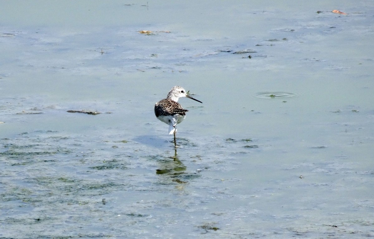 鸟,沼泽鹬,tringa,stagnatilis