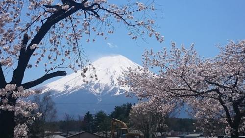 日本樱花与富士山上春残雪春景