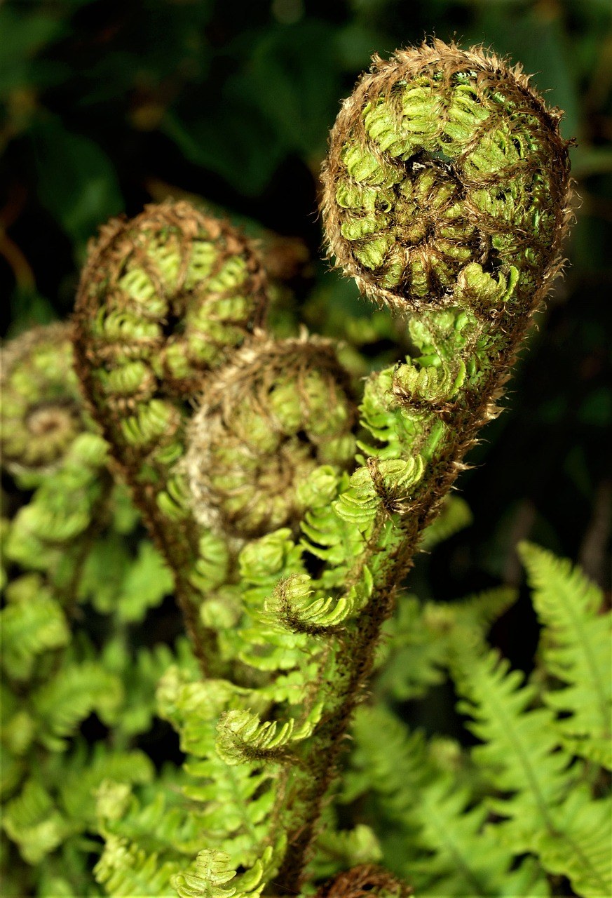 蕨类植物、植物区系、自然免费图片