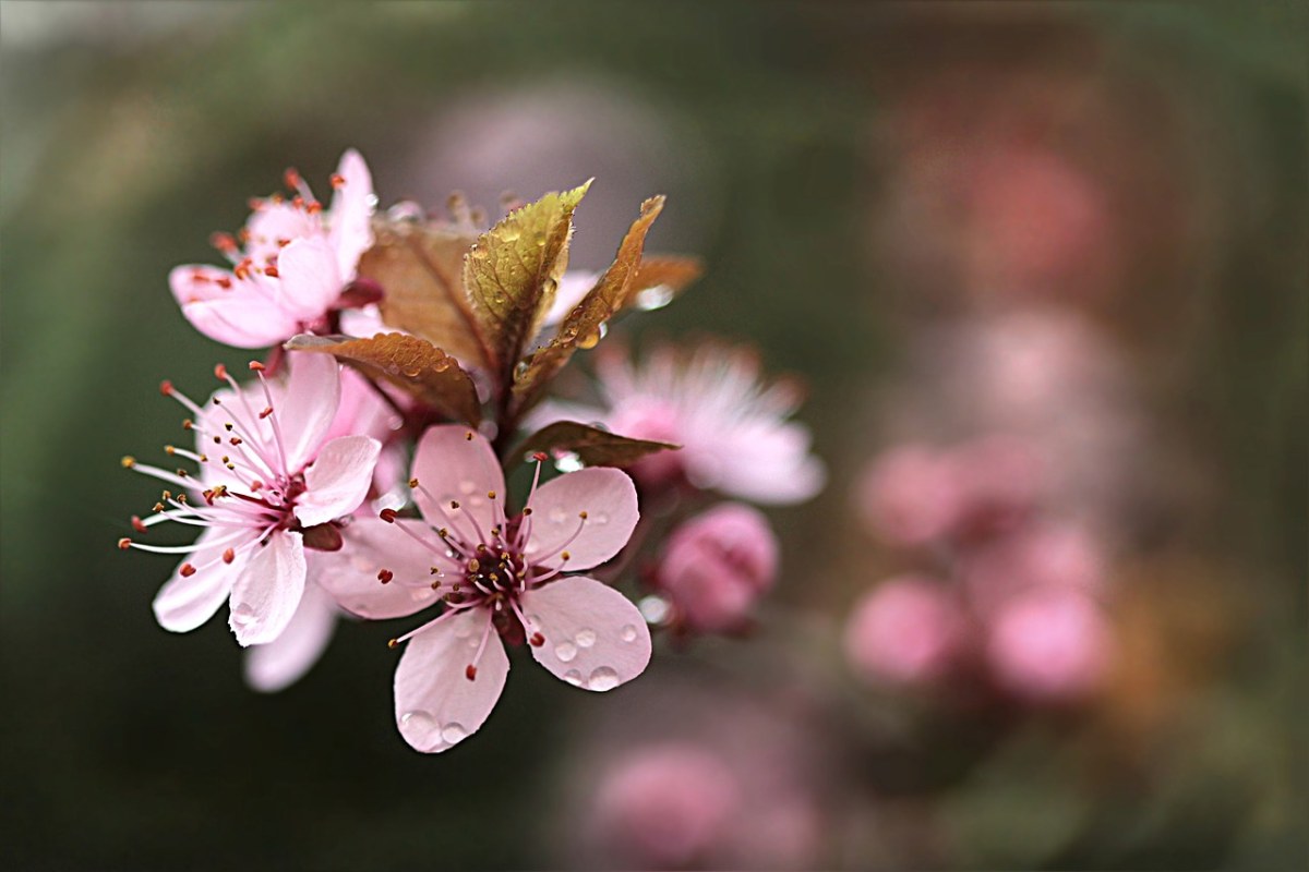 血梅、开花、树免费图片