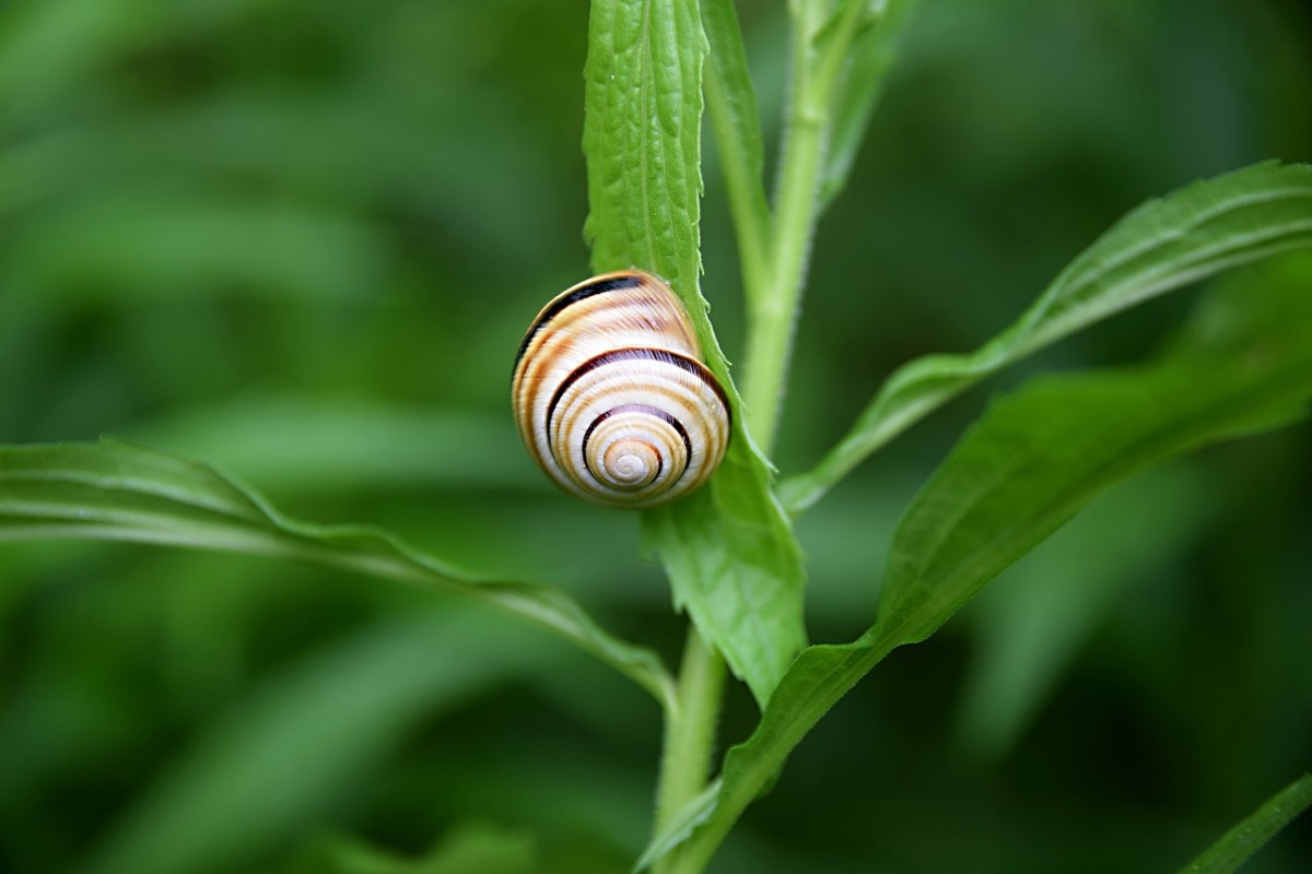 蜗牛、夏、草地免费图片