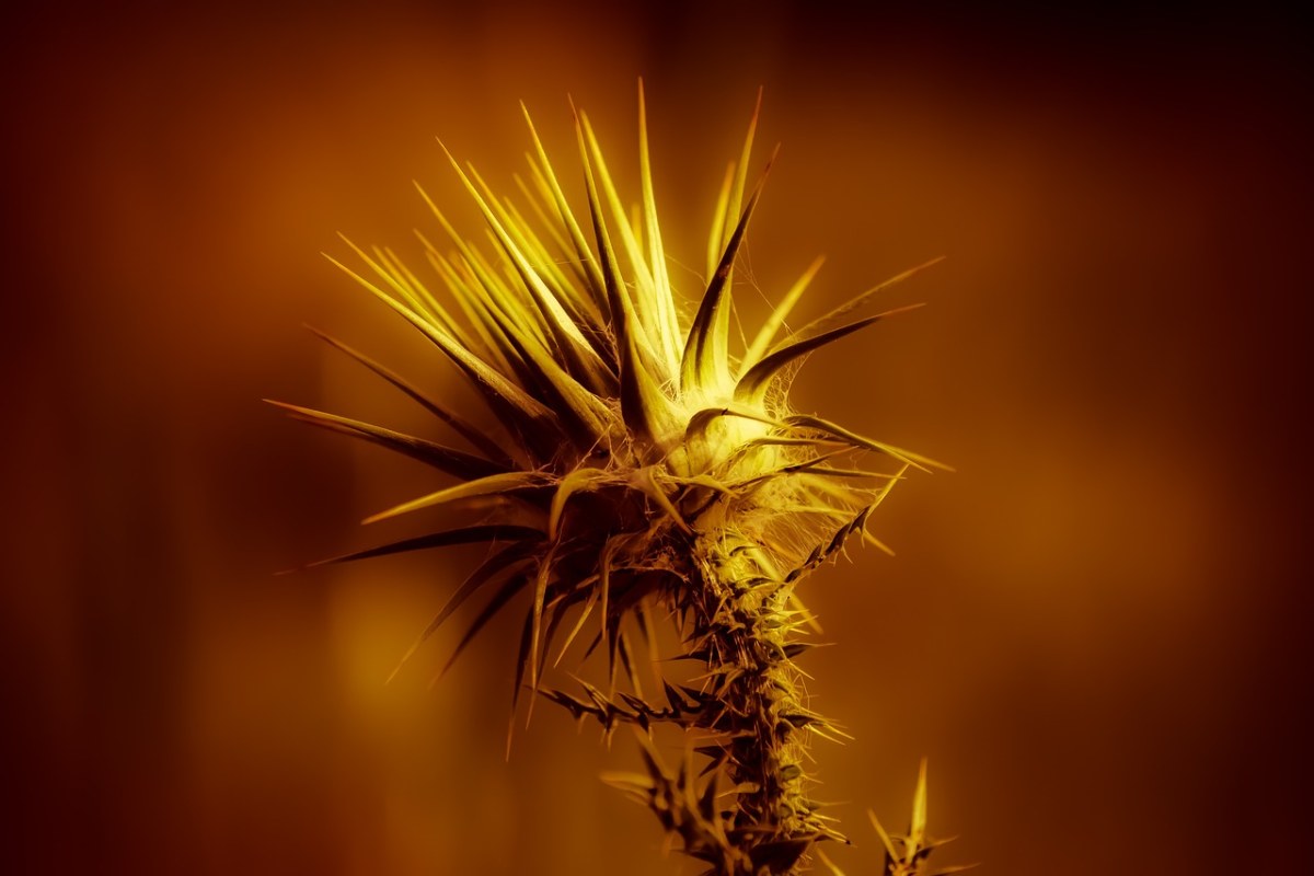 荆棘、黄金、光明免费图片