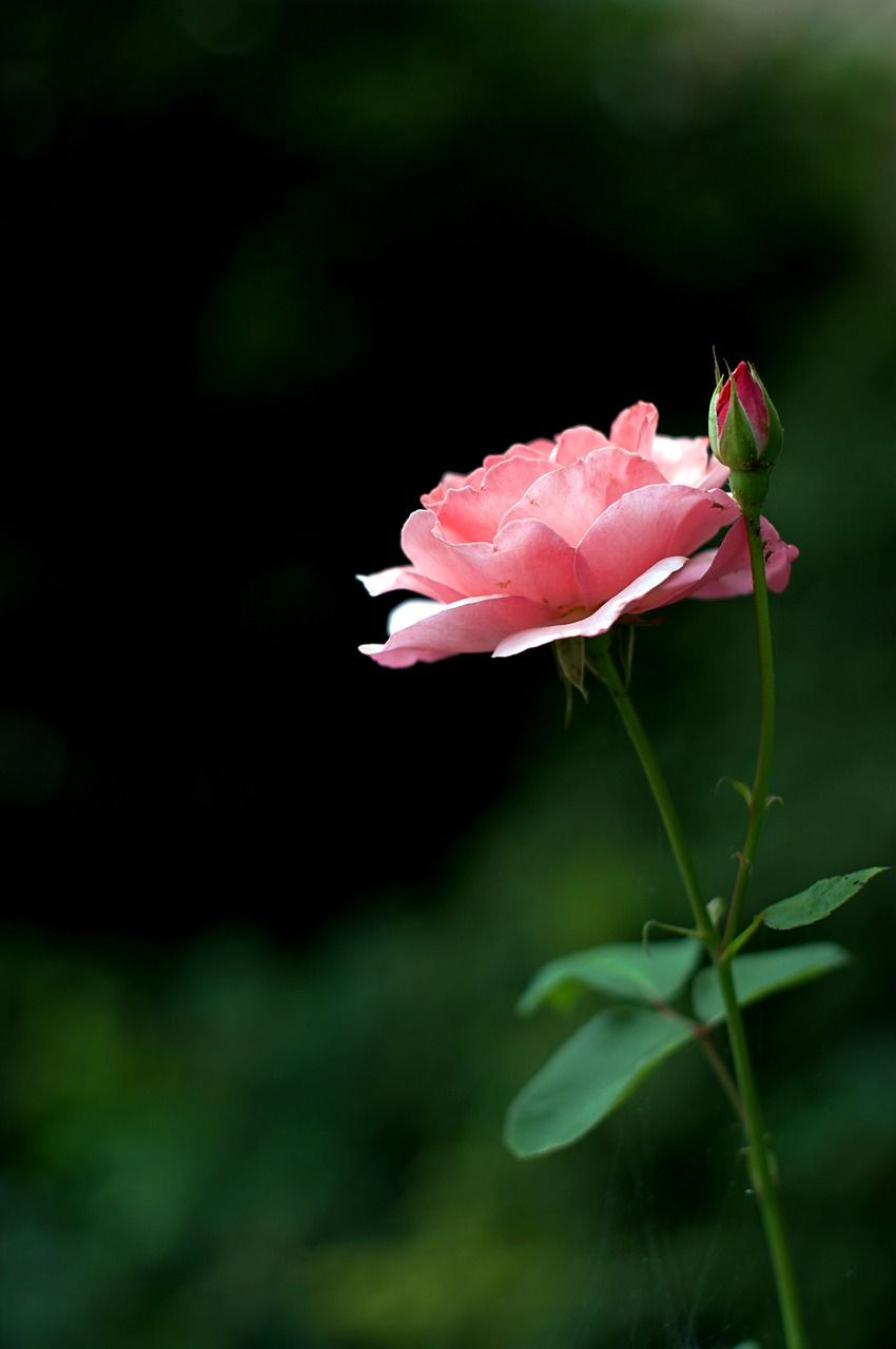 玫瑰,鲜花,大自然