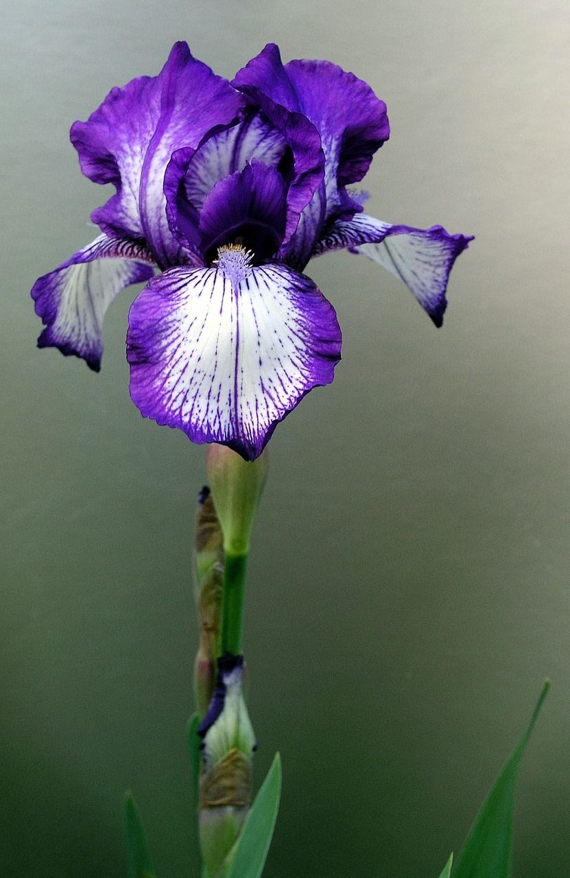 鸢尾花花干