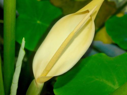 The humbling at St Helen's: 10 years since Wales last beat England