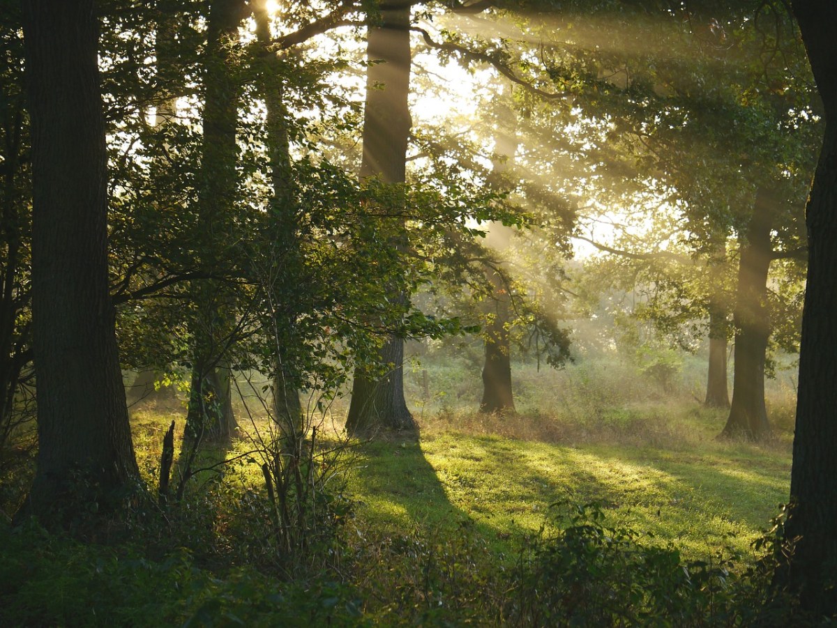 清晨的阳光,森林,林间空地