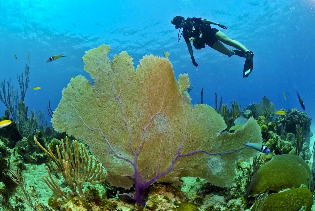 潜水员与海底的珊瑚免费图片