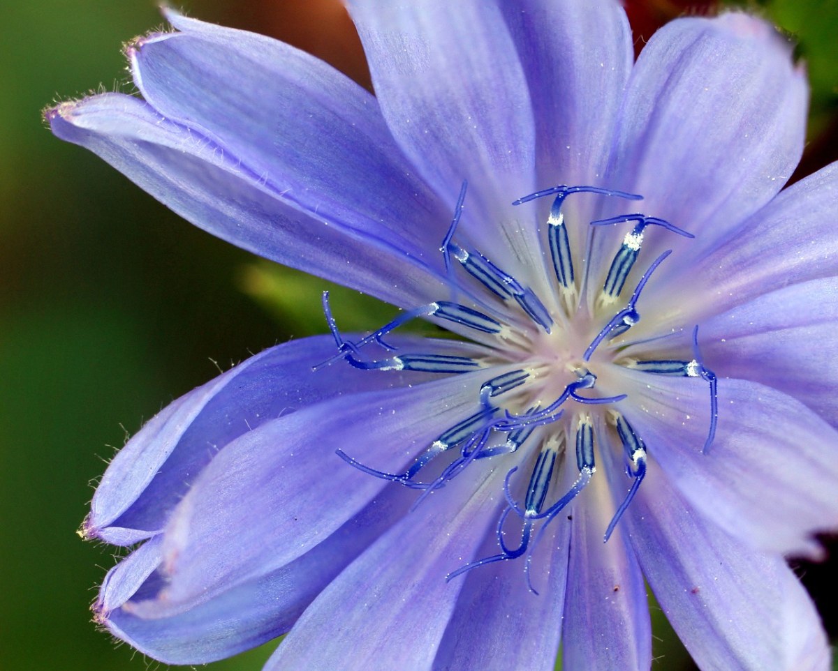 花,野花,蓝色