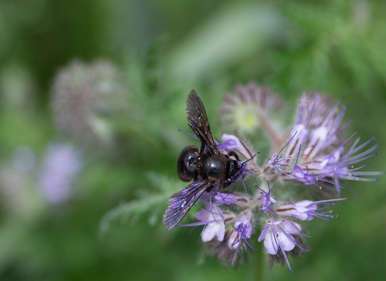 apidae,木匠蜂,xylocopa