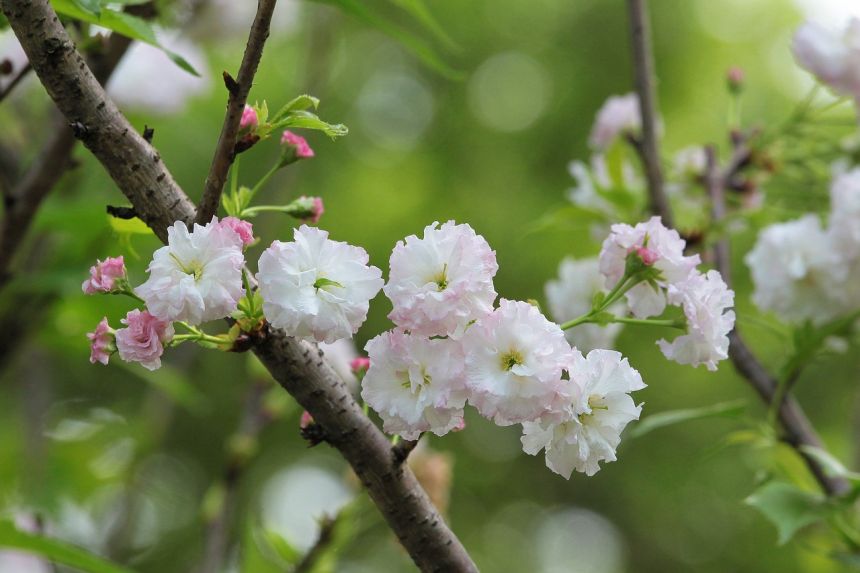 植物,樱花,菊樱