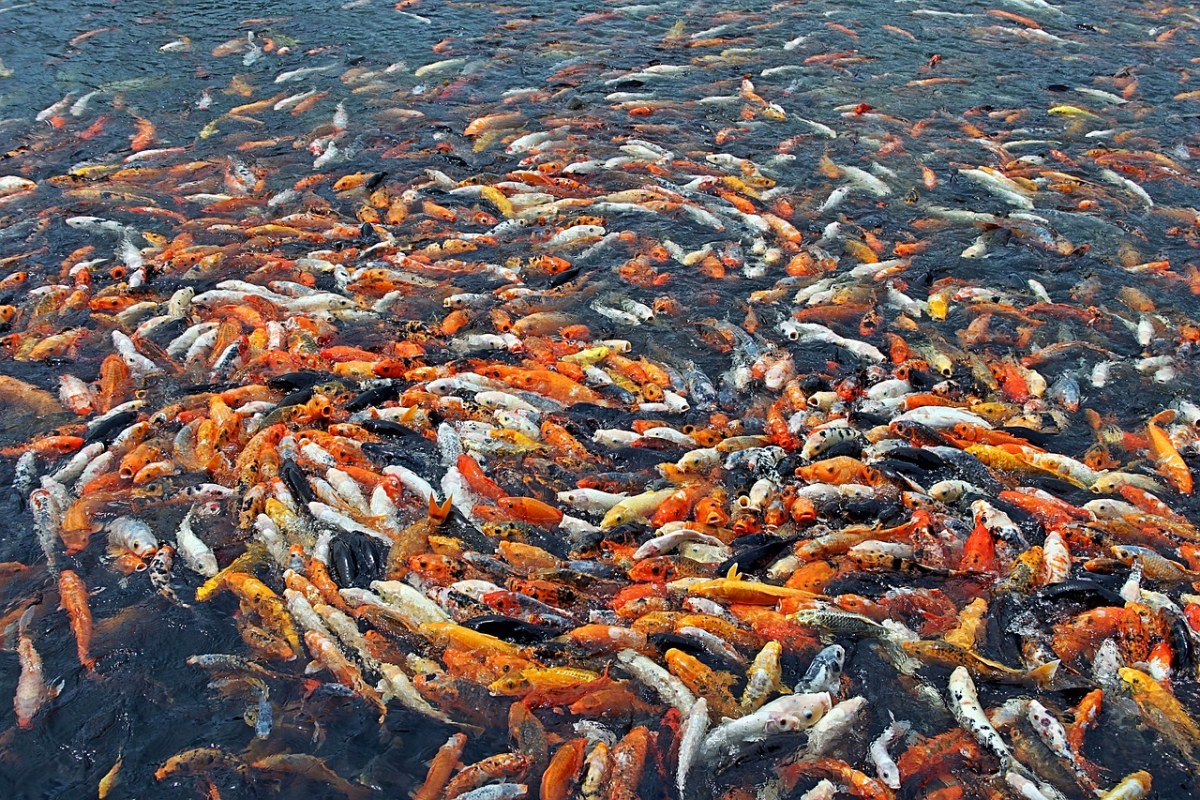 鱼、许多鱼、许多免费图片