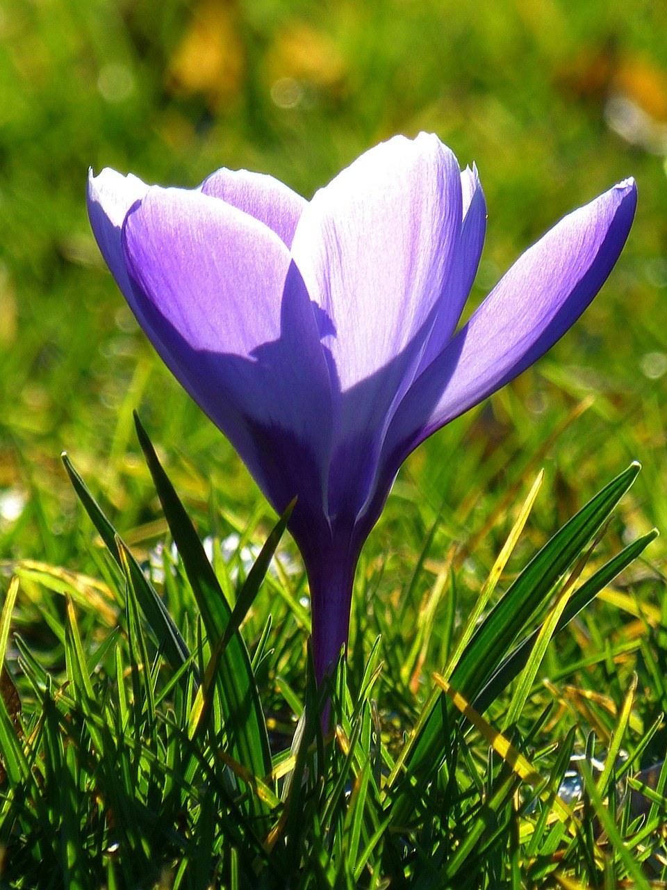 藏红花、开花、花免费图片