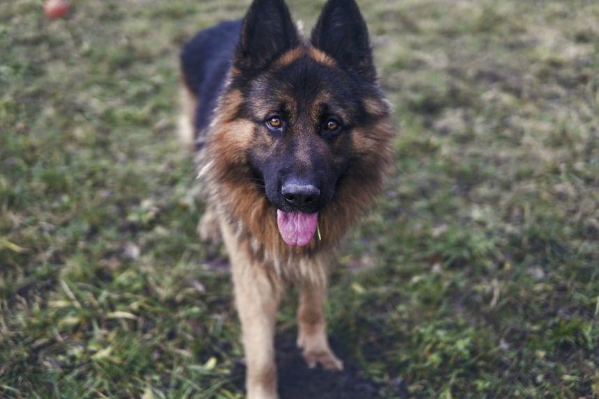 德国牧羊犬,狗,草