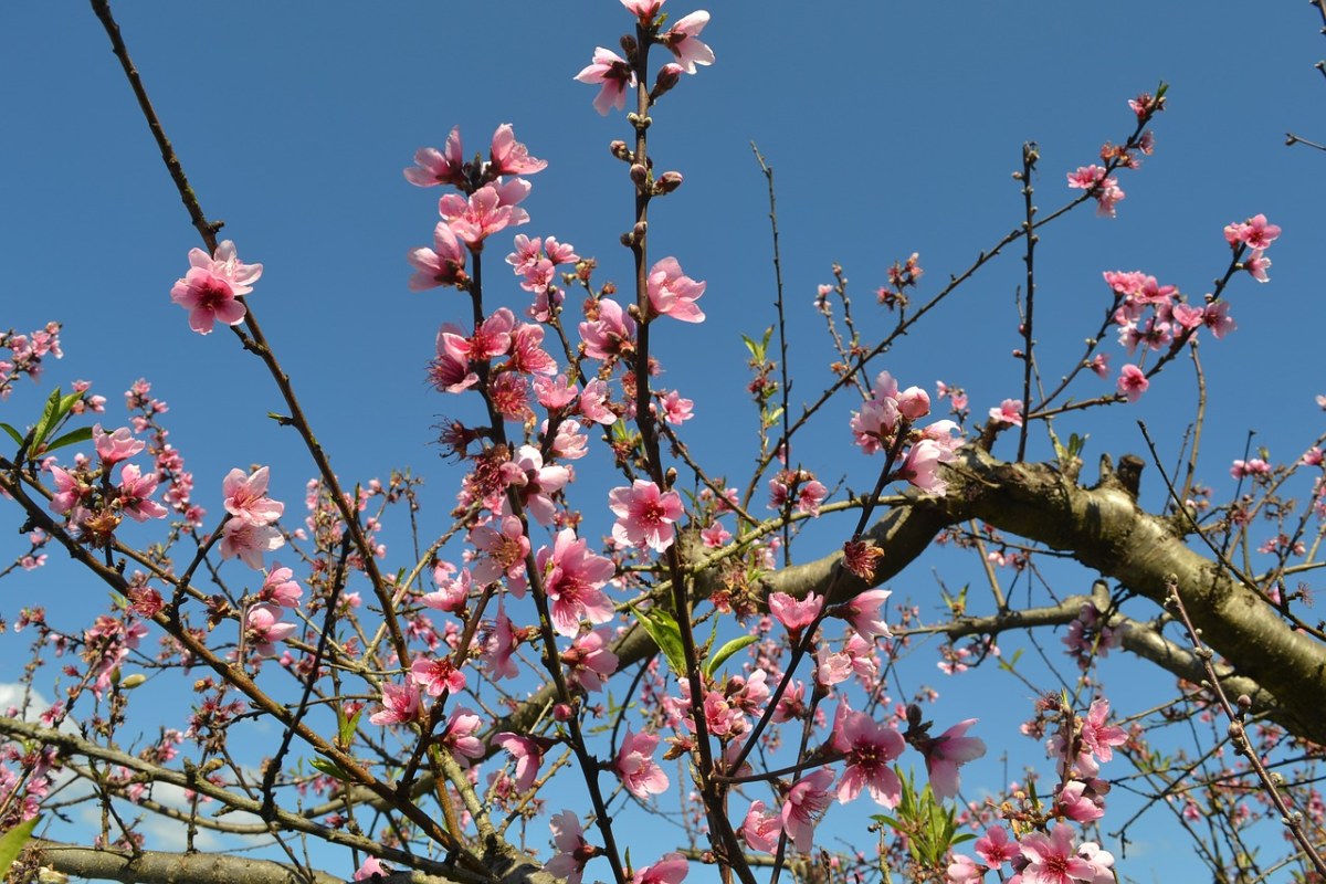 花卉,桃花树,春