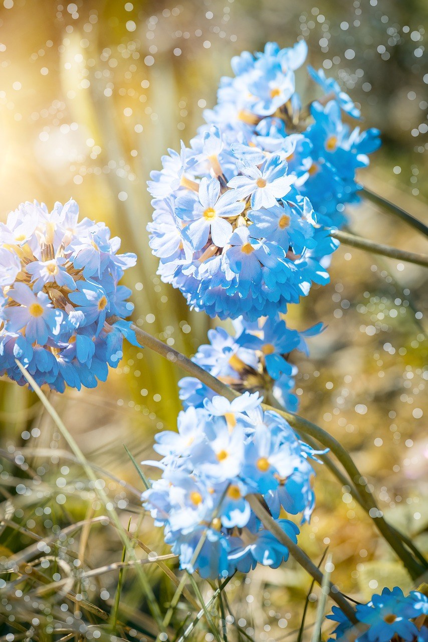报春花、鼓槌、开花免费图片