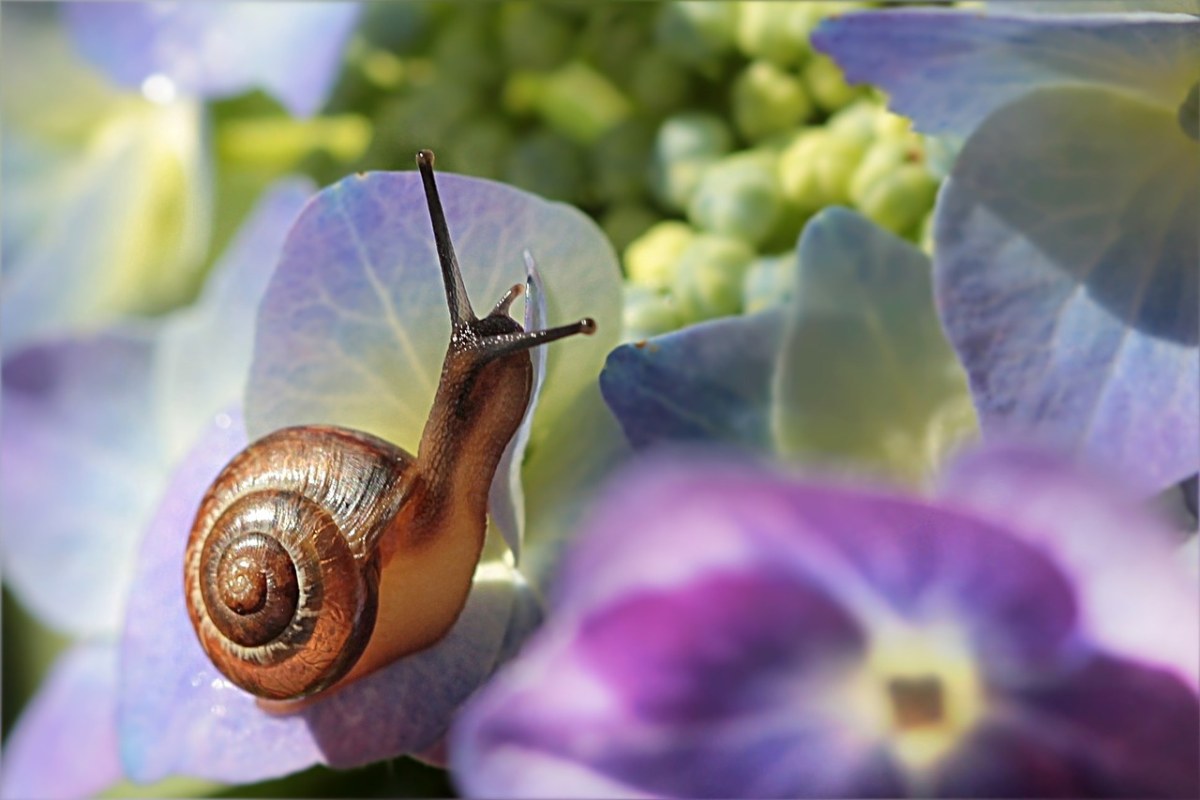 花上的蜗牛免费图片