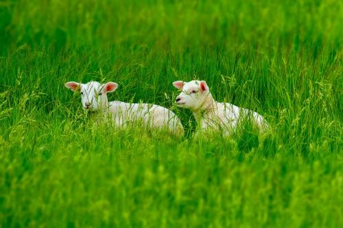 草丛中的小羊羔