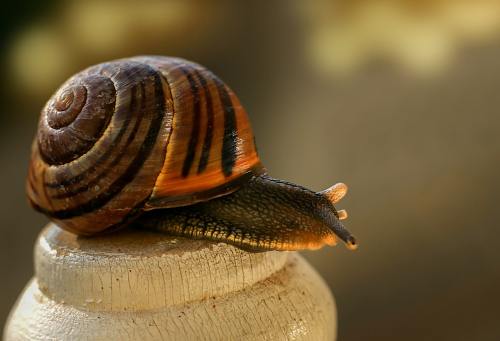 蜗牛、软体动物、壳