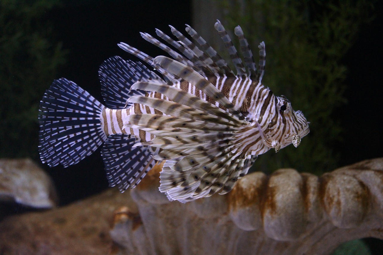 狮子鱼,咸水鱼,水族馆