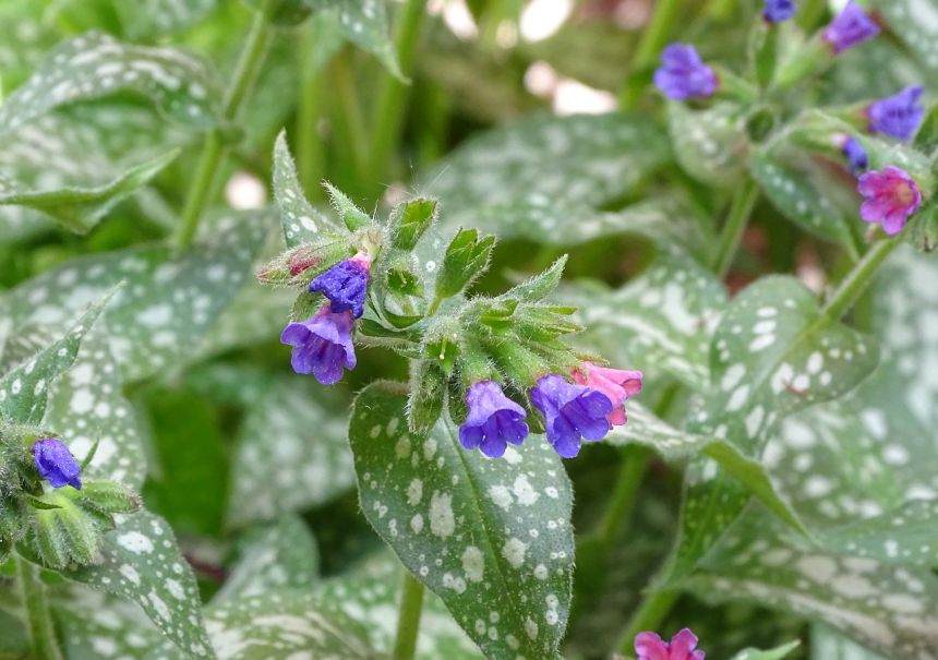 lungwort,发现疗肺草,阴凉处的兼容