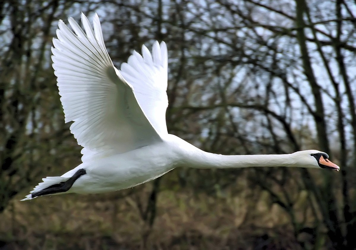 疣鼻天鵝、鳥、野生動物免費圖片