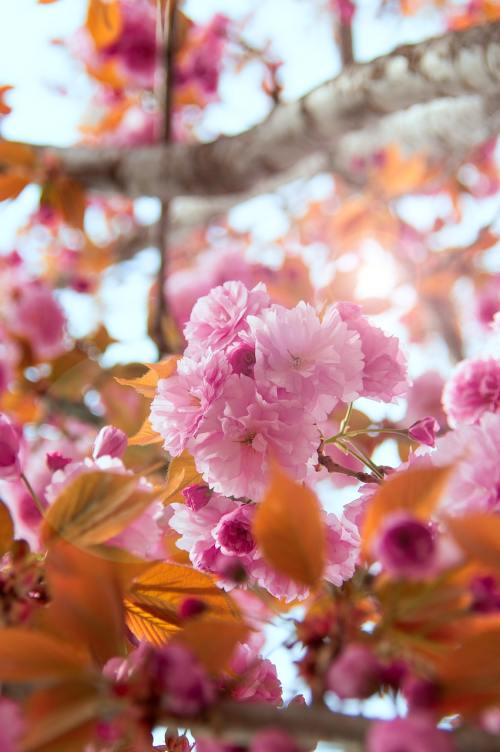 粉色的日本樱花