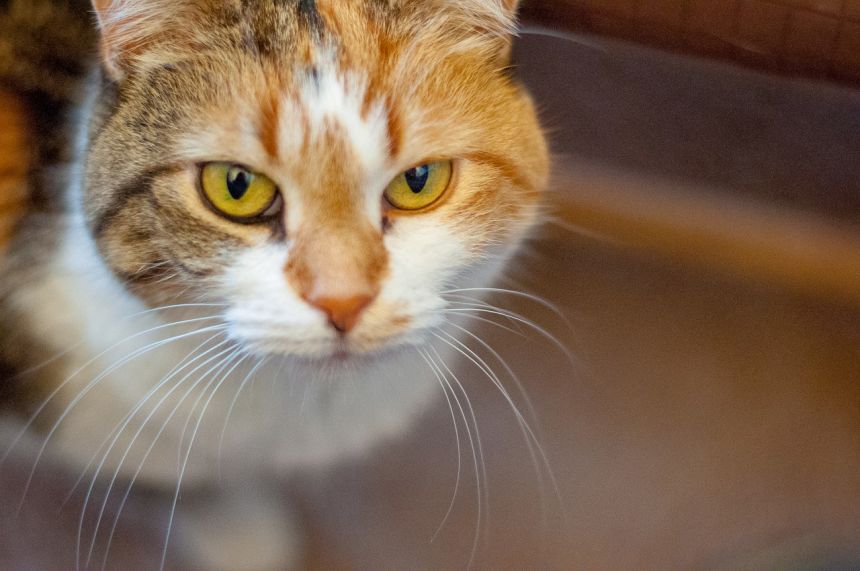 猫,肖像,动物