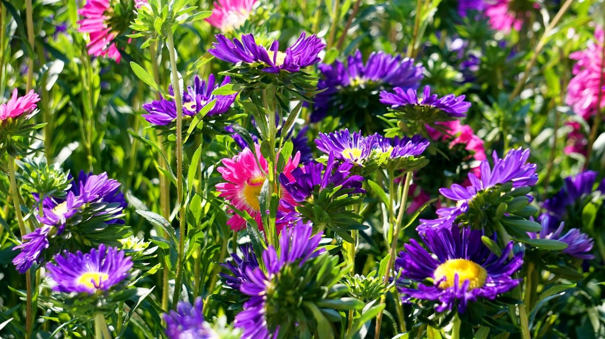 asters,开花,蓝色