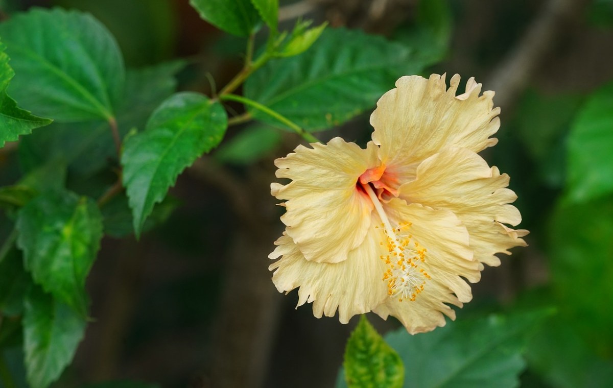 黄色芙蓉,热带的芙蓉花,植物区系