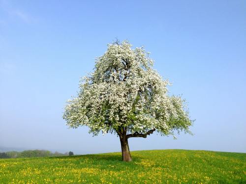 春天草地上开花的树