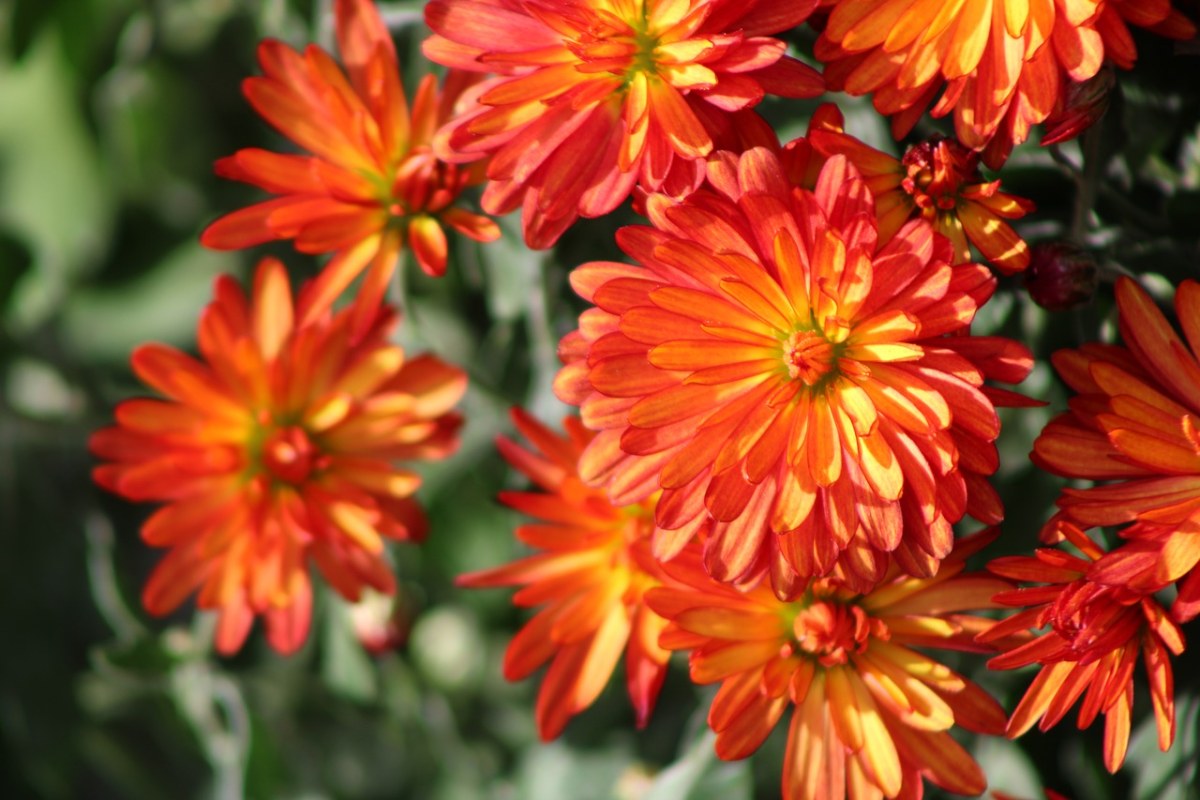 橙花菊花布卢姆