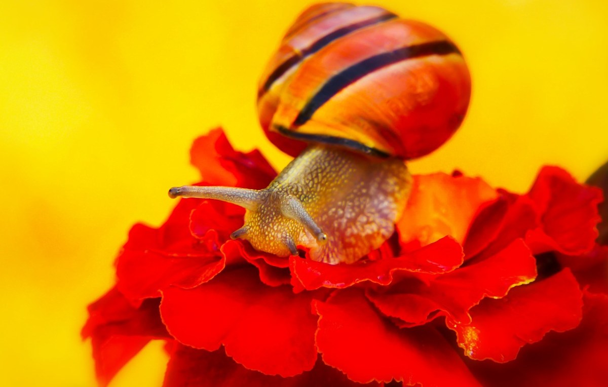 Wstężyk猎人、蜗牛、软体动物免费图片