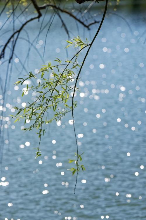 春天湖岸的柳树树枝
