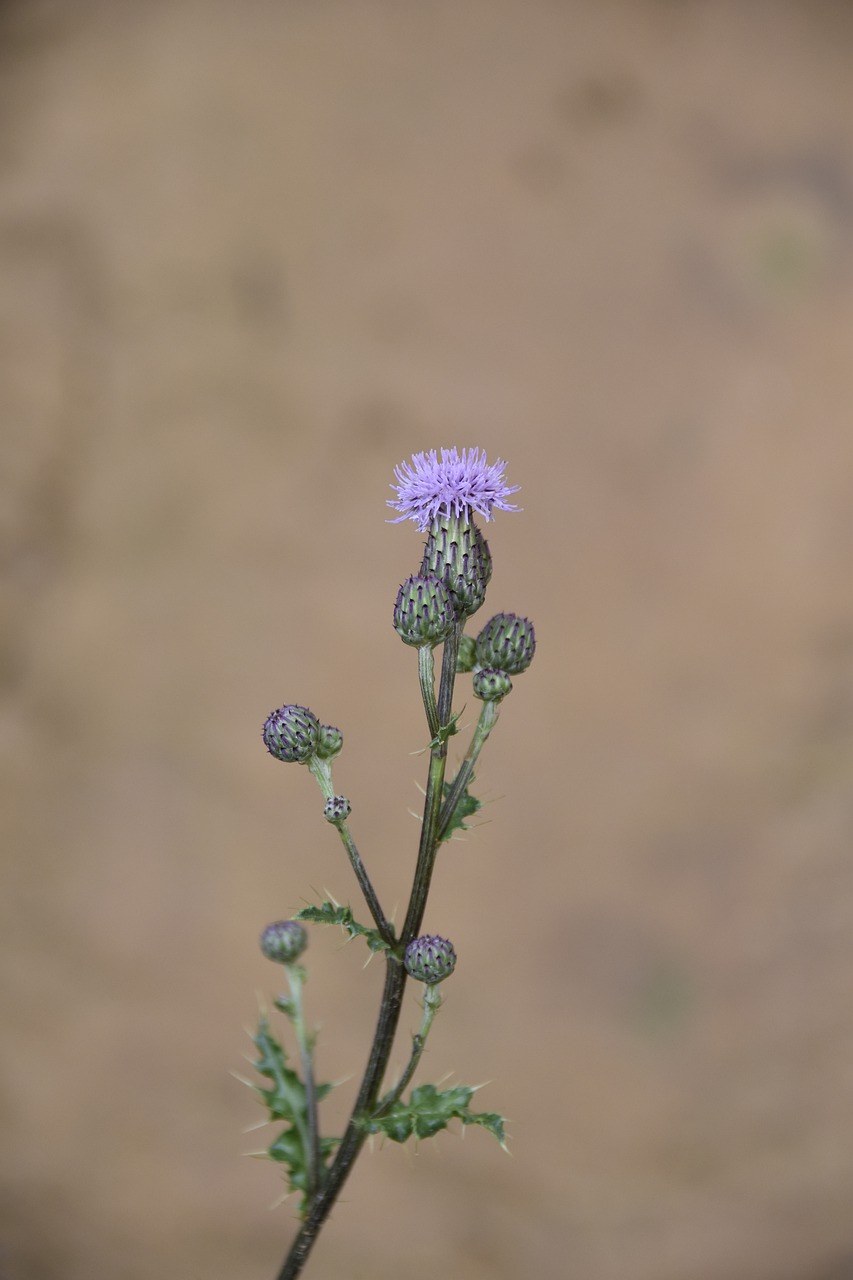 蓟花、绿叶辛辣的、野花免费图片