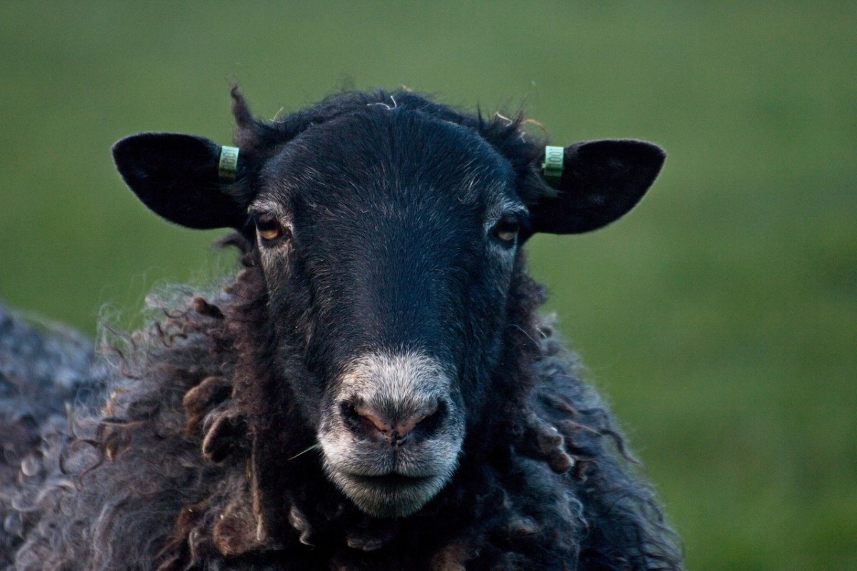 羊,黑羊,羊毛