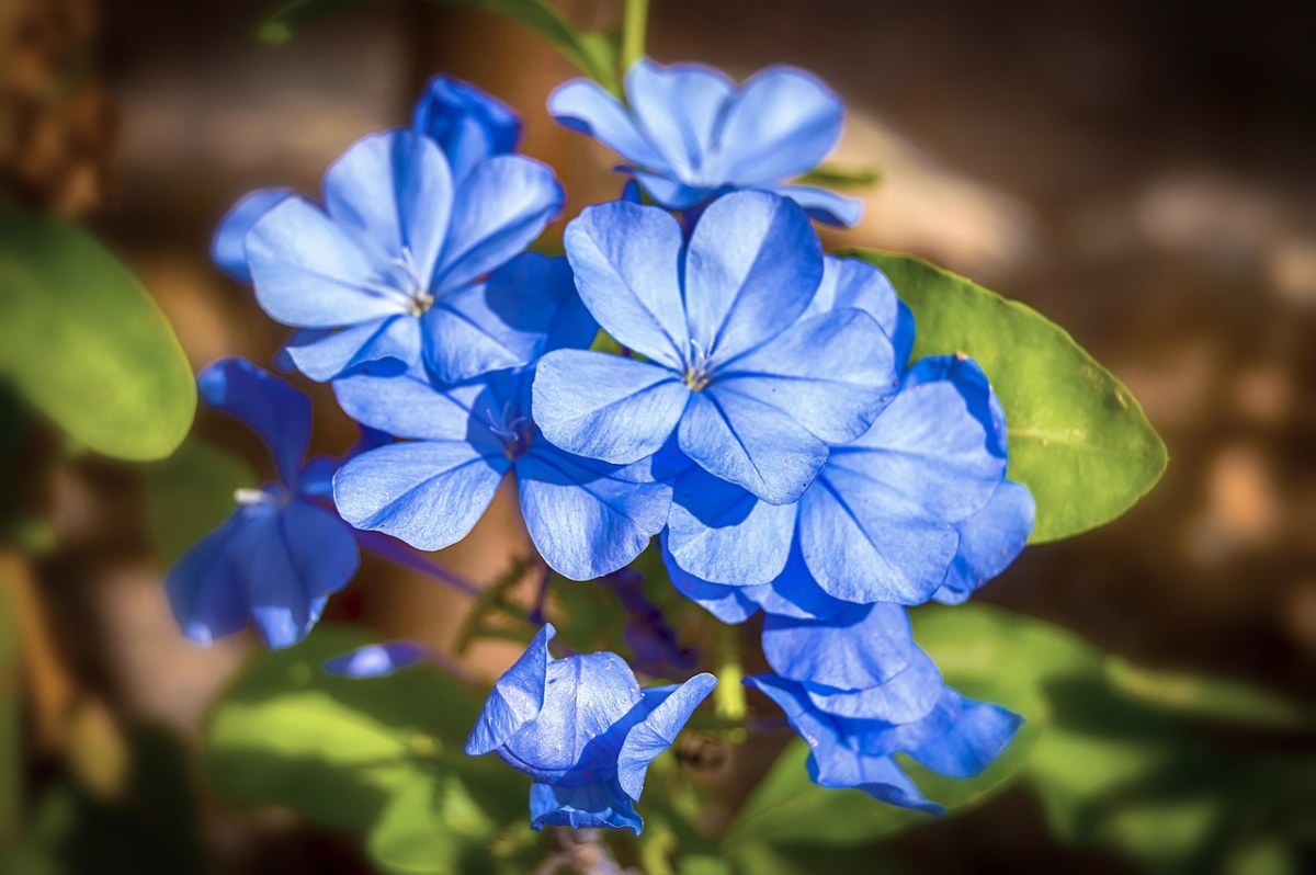 茉莉蓝色的、茉莉花、蓝色的花朵免费图片
