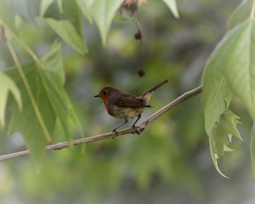 罗宾知更鸟鸟redbreast