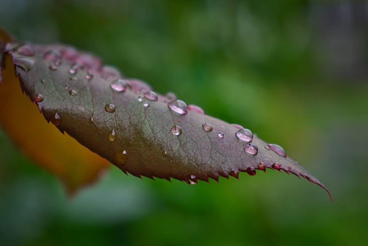 雨点、水滴、叶免费图片