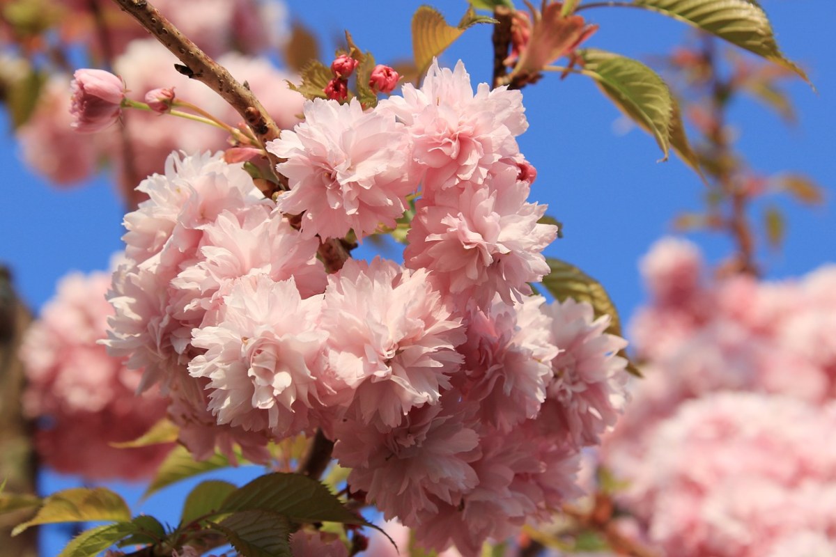 樱花,日本樱花,气味