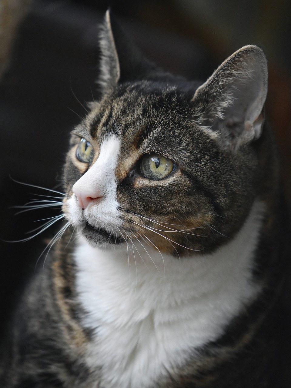 猫、宿醉、老猫免费图片