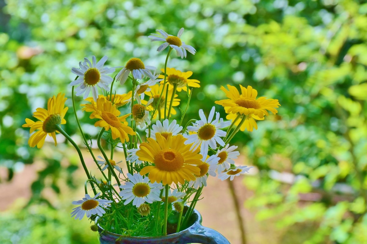 雏菊,向日葵,野花